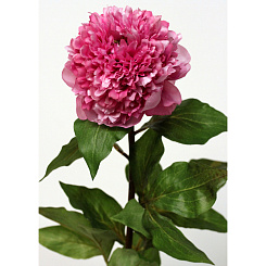 Пион махровый малиновый