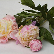 Букет из трех кремовых пионов