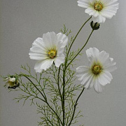 Космея кремово-желтая