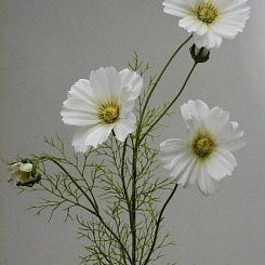 Космея кремово-желтая