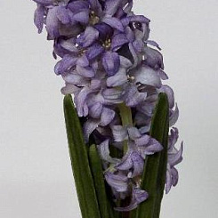 Гиацинт лавандовый