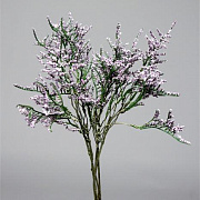 Каспия лавандовая