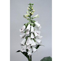 Наперстянка белая