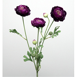 Ранункулюс фиолетовый кустовой