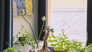 Частная квартира в Санкт-Петербурге на Моховой