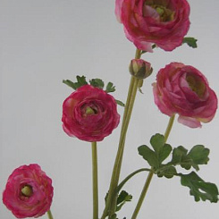 Лютик темно-розовый