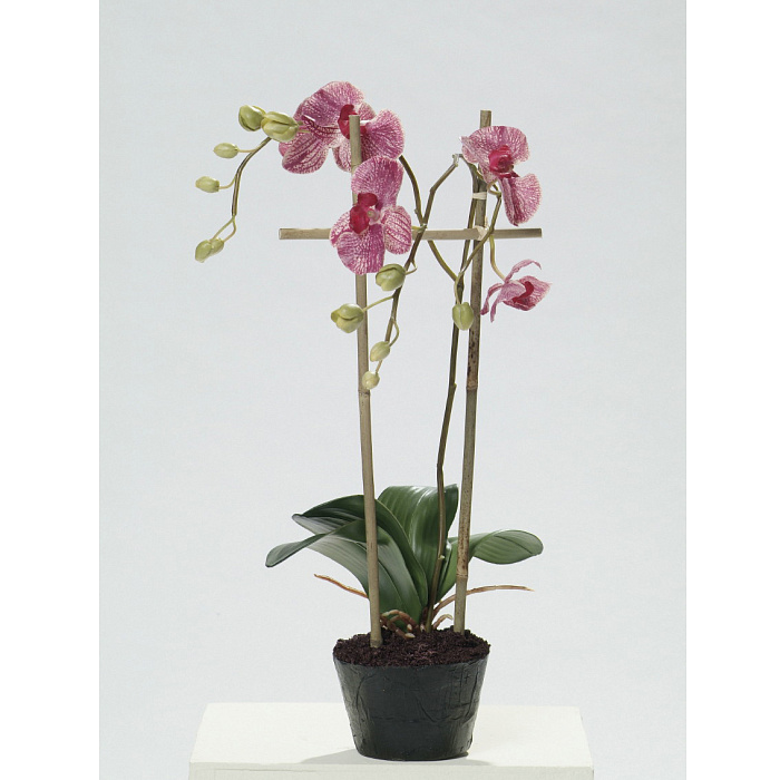 Фаленопсис розовый