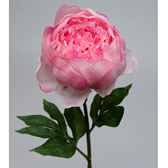 Пион розовый