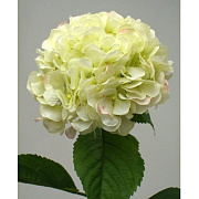 Гортензия кремовая