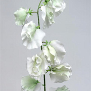 Горошек душистый белый