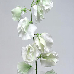 Горошек душистый белый