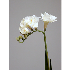 Фрезия кремовая