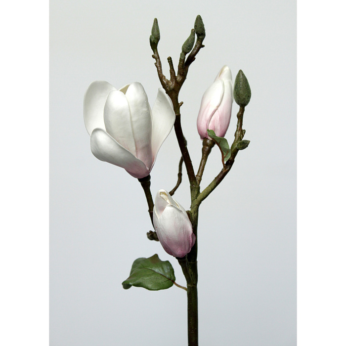 Магнолия бело-розовая