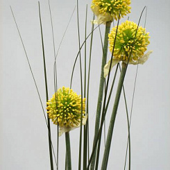 Лук декоративный желтый