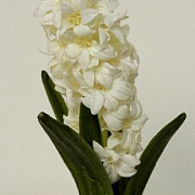 Гиацинт белый