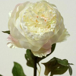 Пион кремовый