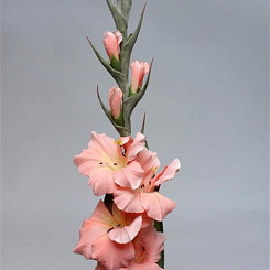 Гладиолус розовый