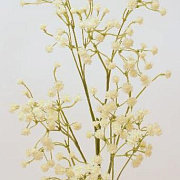 Гипсофила белая