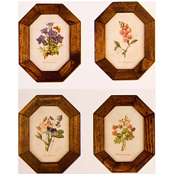 Картины "Ботаника"