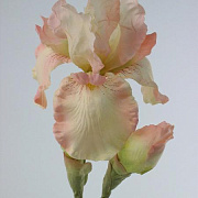 Ирис светло-розовый