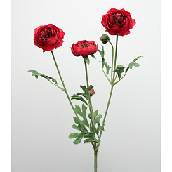 Ранункулюс красный кустовой