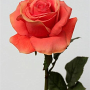 Роза оранжевая