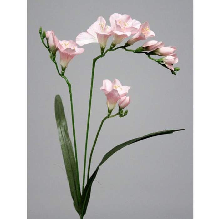 Фрезия розовая