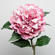 Пион махровый лавандовый