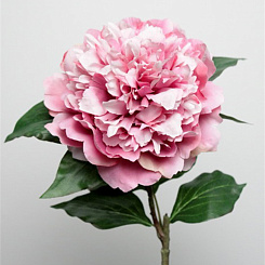 Пион махровый лавандовый