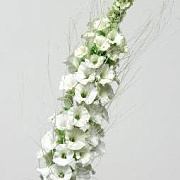 Кошачья лапка белая