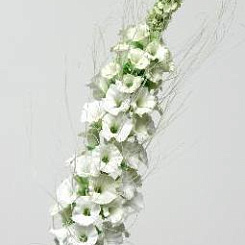 Кошачья лапка белая