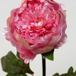 Пион розовый