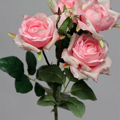 Роза кустовая