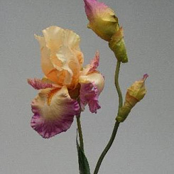 Ирис кремовый