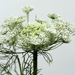 Королева Анна кремовая