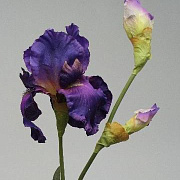 Ирис фиолетовый