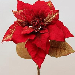 Пуансеттия красная