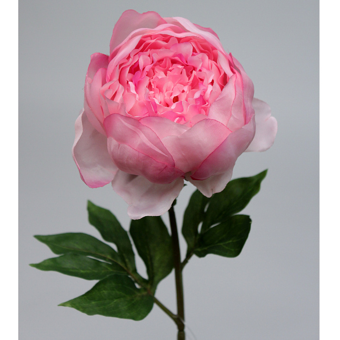 Пион розовый