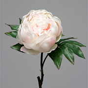 Пион розовый