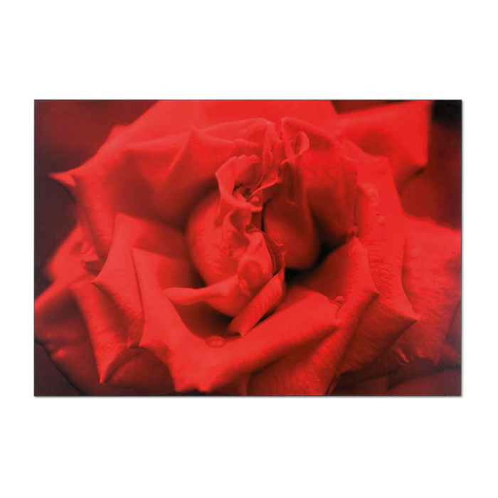 Картина "Роза