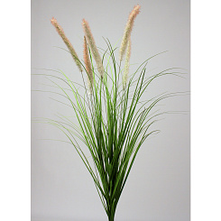 Лисохвост кремовый