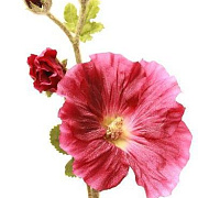 Холлихок фиолетовый