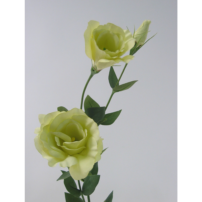 Лизиантус зеленый