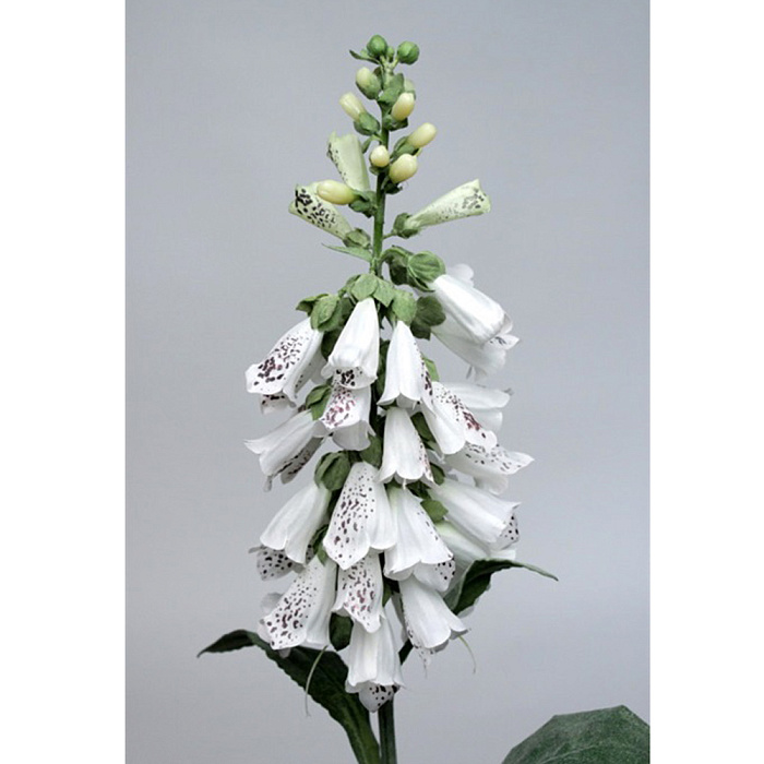 Наперстянка белая