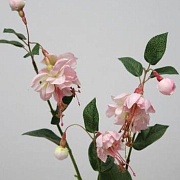 Фуксия кремовая