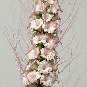 Кошачья лапка розовая