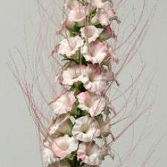 Кошачья лапка розовая