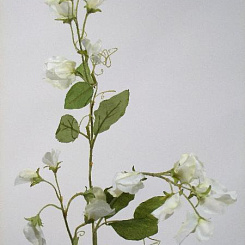 Душистый горошек белый