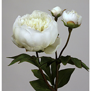 Пион белый махровый