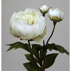 Пион белый махровый